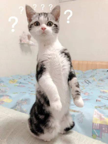 猫咪吃瓜不好吗,揭秘瓜果对猫咪健康的影响