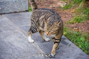 猫咪吃瓜不好吗,揭秘瓜果对猫咪健康的影响