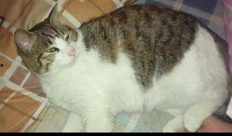 猫咪吃瓜不好吗,揭秘瓜果对猫咪健康的影响