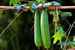 立秋常吃三瓜,养生必备——常吃三瓜，健康一整秋