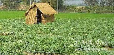 摆摊吃瓜小说,揭秘都市生活的酸甜苦辣