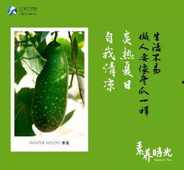 青江晴空吃瓜,吃瓜群众的欢乐盛宴