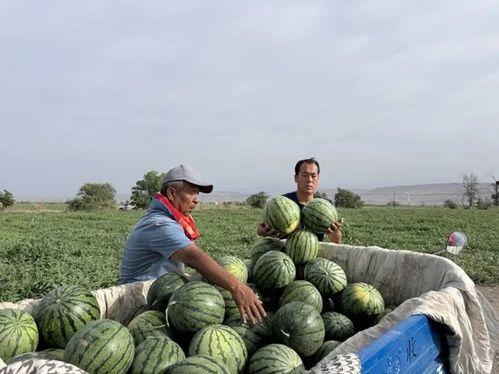 暮秋吃瓜后续,一场别开生面的吃瓜盛宴
