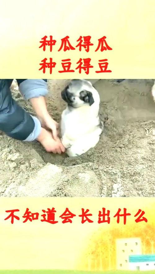 吃瓜不忘种瓜搞笑视频