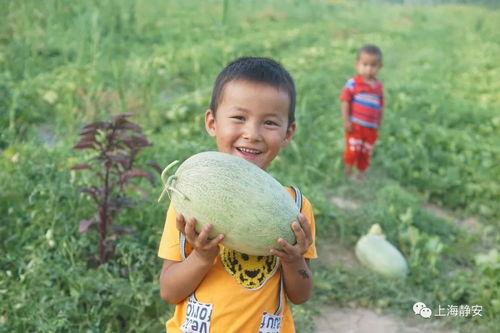 吃甜甜的瓜视频,揭秘“吃甜甜的瓜”视频背后的故事
