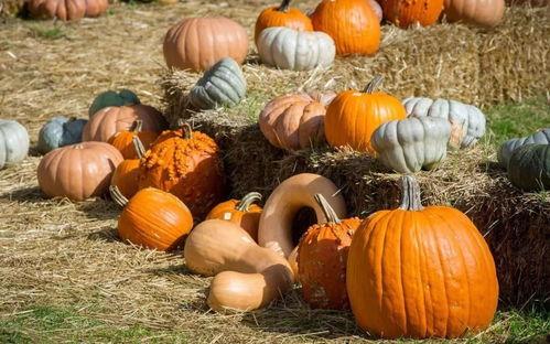 吃瓜的塔塔,吃瓜群众塔塔的趣味生活点滴