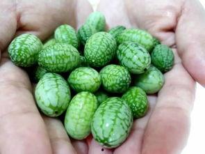 吃瓜的塔塔,吃瓜群众塔塔的趣味生活点滴