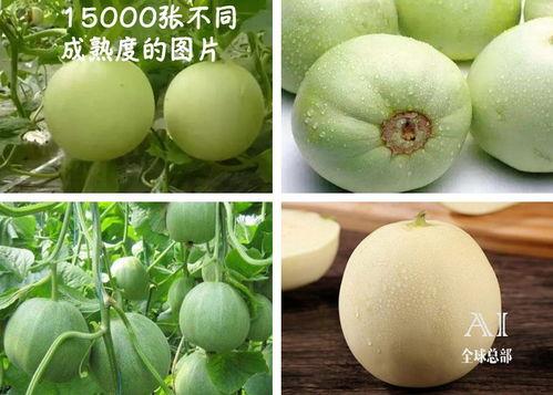 吃瓜群众大芒果,吃瓜群众的美食盛宴